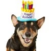 Frisco Birthday Cake Dog & Cat Hat 1 Frisco Birthday Cake Dog & Cat Hat -Frisco 139518 MAIN. AC SS1800 V1540401491