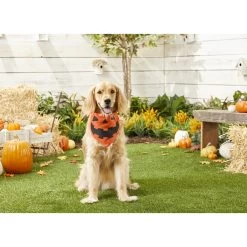 Frisco Jack O' Lantern Pumpkin Dog & Cat Bandana -Frisco 158934 PT4. AC SS1800 V1564430535