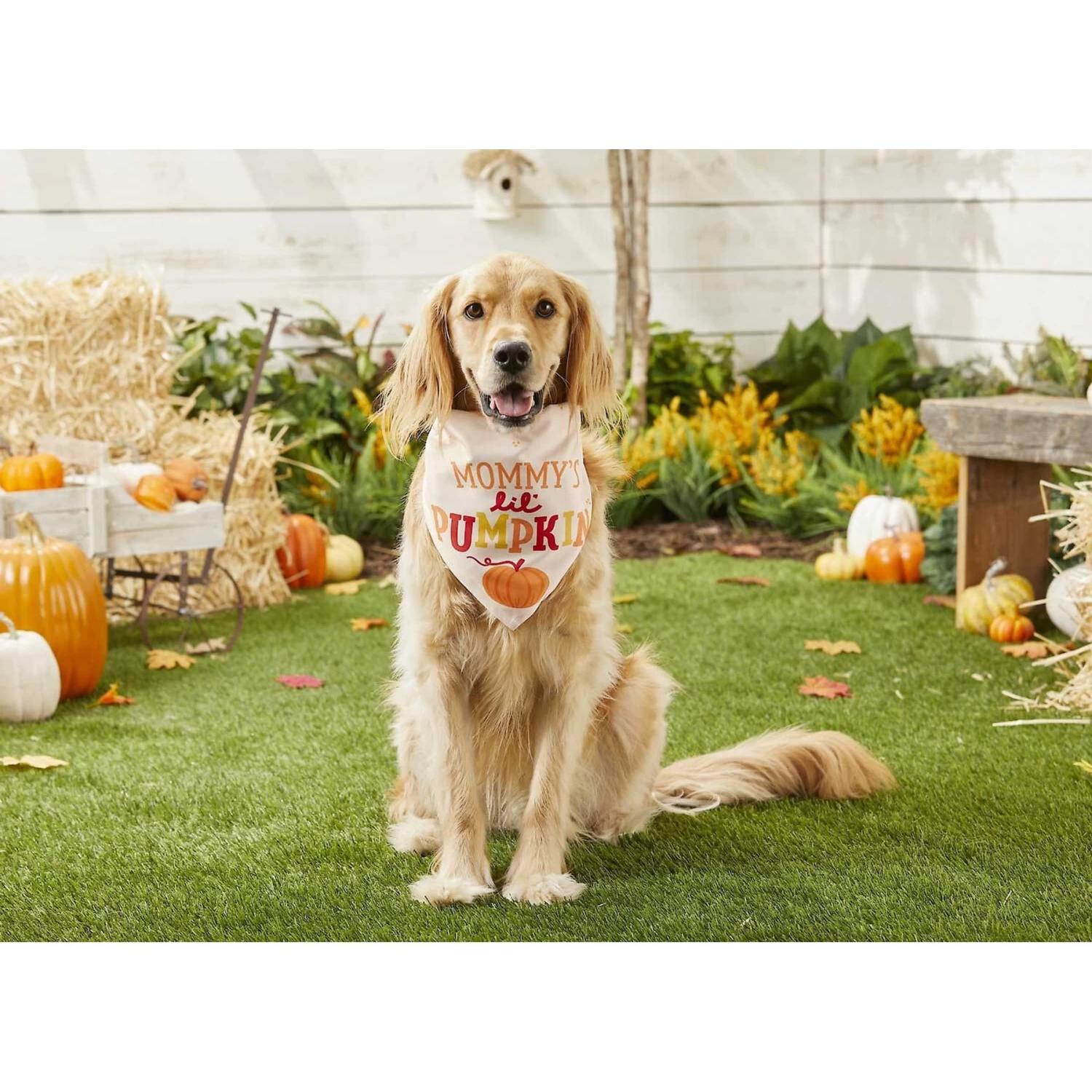 Frisco Mommy's Lil Pumpkin Dog & Cat Bandana 7 Frisco Mommy's Lil Pumpkin Dog & Cat Bandana - Image 5