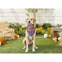 Frisco I Do Tricks For Treats Dog & Cat Bandana -Frisco 158938 PT4. AC SS1800 V1633069923