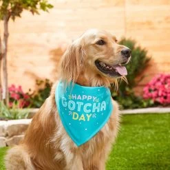 Frisco Happy Gotcha Day Dog & Cat Bandana -Frisco 200538 PT3. AC SS1800 V1633086146