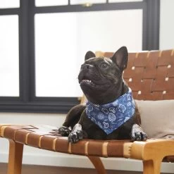 Frisco Fall Vibes Dog & Cat Bandana -Frisco 267913 PT5. AC SS1800 V1637722289