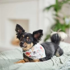 Frisco Wintry Vibes Dog & Cat Bandana -Frisco 267916 PT5. AC SS1800 V1637707673