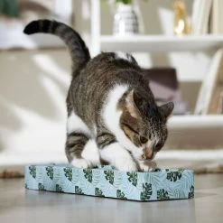 Frisco Single-Wide Cat Scratcher Toy With Catnip, Tropical Paradise, 2 Count -Frisco 347217 PT3. AC SS1800 V1659699275