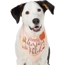 Frisco Cutest Pumpkin In The Patch Dog & Cat Bandana -Frisco 353777 PT2. AC SS1800 V1659010334