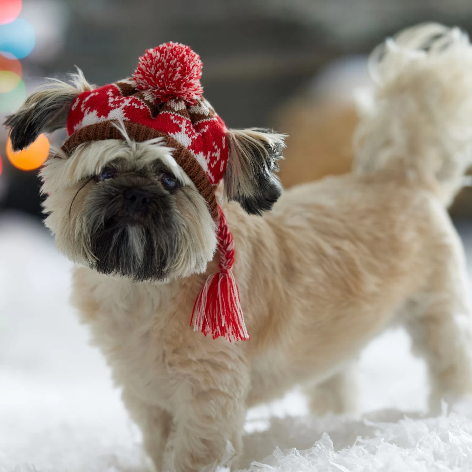 Frisco Reindeer Fair Isle Dog & Cat Pom Hat 7 Frisco Reindeer Fair Isle Dog & Cat Pom Hat - Image 5
