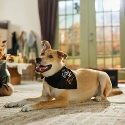 Frisco Trick Or Treat Dog & Cat Bandana -Frisco 706398 PT5. AC SS1800 V1689282516