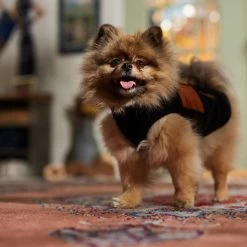 Frisco Light Weight Leopard Print Lined Fleece Dog & Cat Vest -Frisco 720694 PT7. AC SS1800 V1692378099