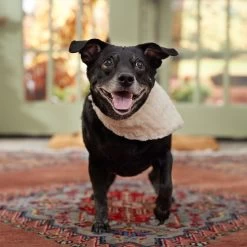 Frisco Solid Faux Fur Dog & Cat Bandana -Frisco 733878 PT6. AC SS1800 V1692378974